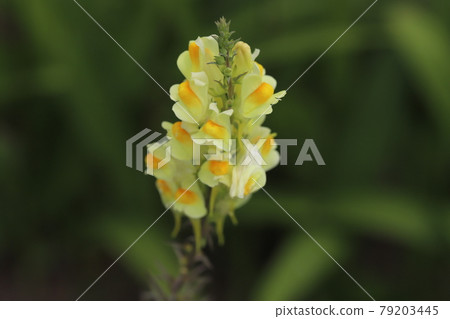 Yellow toadflax (Linaria bulgaris) blooming in the park in early summer 79203445