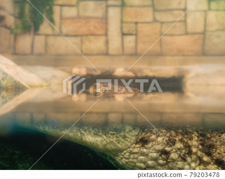 Crocodile display in Aquarium Crocodile display in Aquarium 79203478