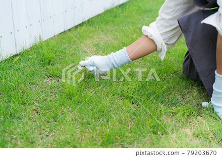 園藝手除草 園藝手除草 79203670