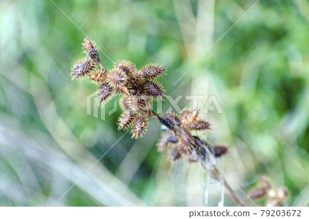Cocklebur seeds 79203672