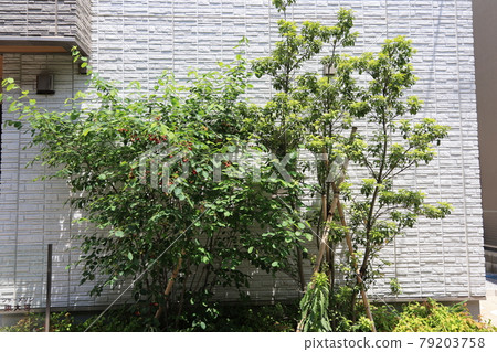 公寓前小植的風景 公寓前小植的風景 79203758