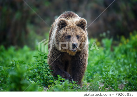 Wild Brown Bear in the summer forest. Animal in natural habitat. Wildlife scene 79203853