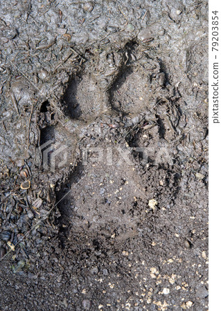Wolf, canis lupus, paw footprints in mud 79203854
