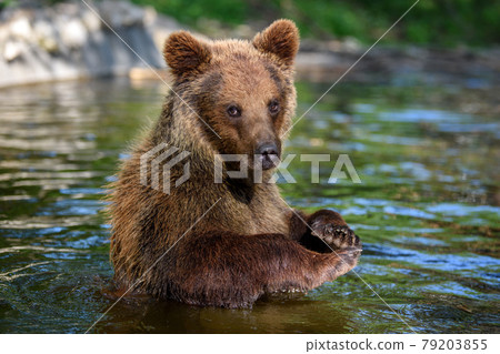 Wild Brown Bear on pond in the summer forest. Animal in natural habitat. Wildlife scene 79203855