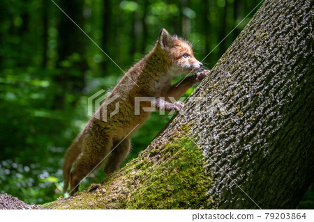 Red fox, vulpes vulpes, small young cub in forest. Cute little wild predators in natural environment Red fox, vulpes vulpes, small young cub in forest. Cute little wild predators in natural environment 79203864