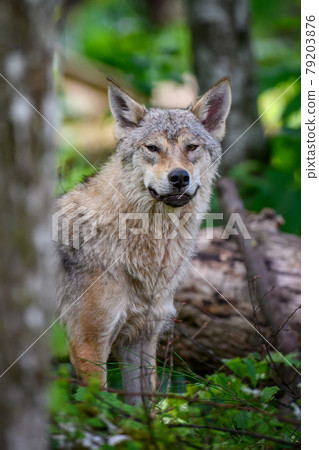 Wolf portrait in summer forest. Wildlife scene from nature 79203876