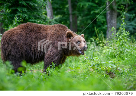 Wild Brown Bear in the summer forest. Animal in natural habitat. Wildlife scene Wild Brown Bear in the summer forest. Animal in natural habitat. Wildlife scene 79203879