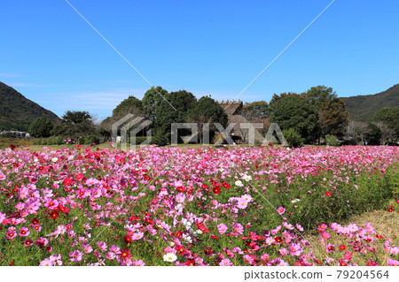 Cosmos field in Higashiune Okita Archaeological Park, Ako City, Hyogo Prefecture Cosmos field in Higashiune Okita Archaeological Park, Ako City, Hyogo Prefecture 79204564