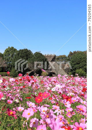 Cosmos field in Higashiune Okita Archaeological Park, Ako City, Hyogo Prefecture 79204565