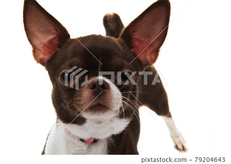 short hair chihuahua short hair chihuahua 79204643