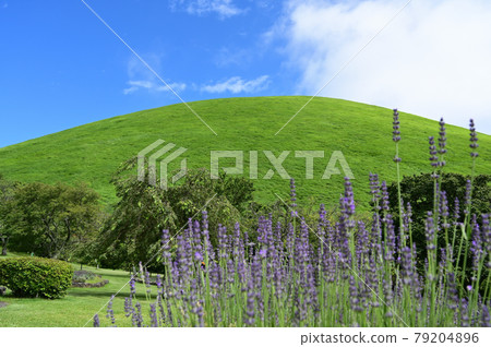 Shizuoka Prefecture (Ito City) Mt. Omuro in early summer 79204896