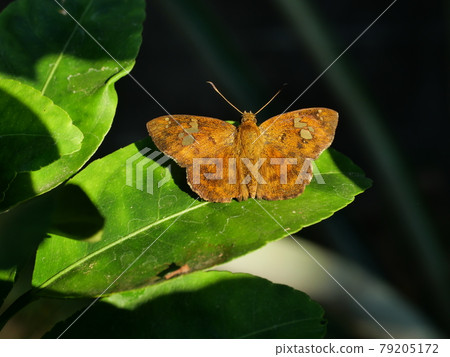 butterfly, leaf, insect 79205172