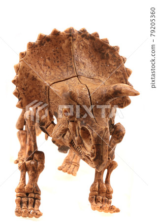 triceratops skeleton isolated 79205360