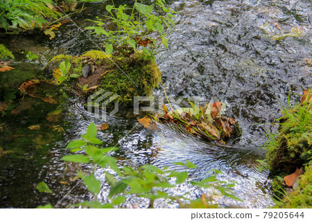 Clear current in the mountains 79205644