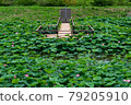 Lotus field corridor and lotus flower in Asahatayusuichi Shizuoka City 79205910