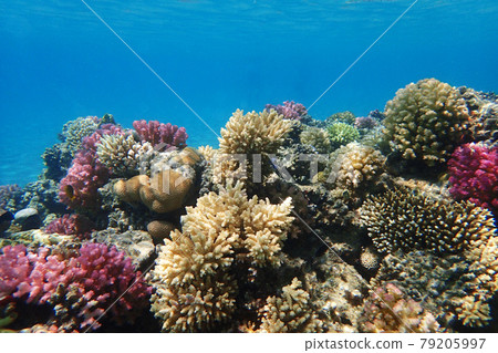 coral reef in Red Sea coral reef in Red Sea 79205997