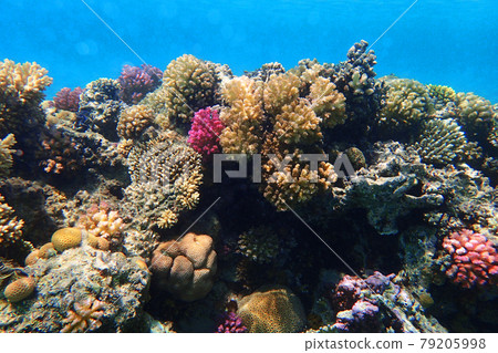 coral reef in Red Sea coral reef in Red Sea 79205998