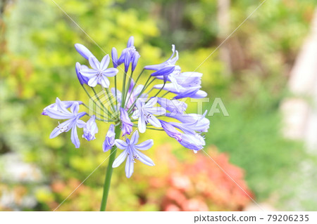 盛開的紫色蘭花或百子蓮 79206235
