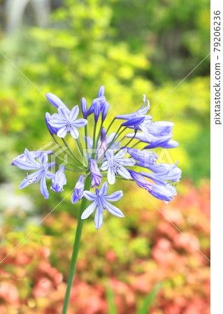 盛開的紫色蘭花或百子蓮 盛開的紫色蘭花或百子蓮 79206236