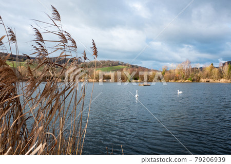 Swans swimming in the nature reserve Haff Reimech Swans swimming in the nature reserve Haff Reimech 79206939