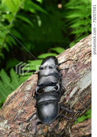 Battle between domestic squirrels on trees in the forest 79207081