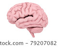 Brain_001 左側白色背景的 3D 插圖 79207082