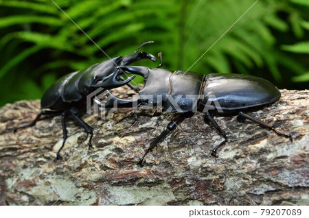 Battle between domestic squirrels on trees in the forest 79207089