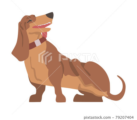 Dachshund or Badger Dog as Short-legged and Long-bodied Hound Breed with Collar Standing and Scratching Vector Illustration Dachshund or Badger Dog as Short-legged and Long-bodied Hound Breed with Collar Standing and Scratching Vector Illustration 79207404