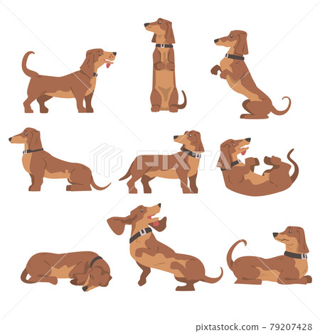 Dachshund or Badger Dog as Short-legged and Long-bodied Hound Breed with Collar in Different Poses Vector Set Dachshund or Badger Dog as Short-legged and Long-bodied Hound Breed with Collar in Different Poses Vector Set 79207428