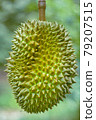 Durian The King of Fruits.Tropical fruits.Oraganic durian in Asia 79207515
