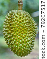 Durian fruit.Fresh durian.King of fruits. 79207517