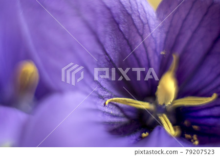 PC 顯示器壁紙 氣球花 風鈴草特寫 79207523