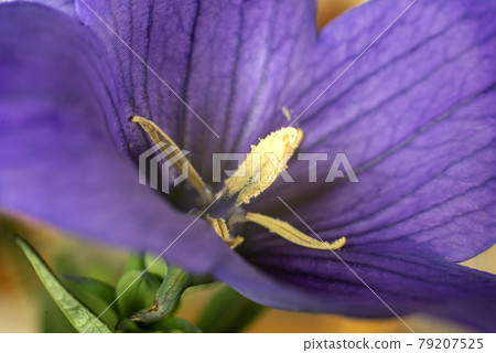 PC 顯示器壁紙 氣球花 風鈴草特寫 79207525