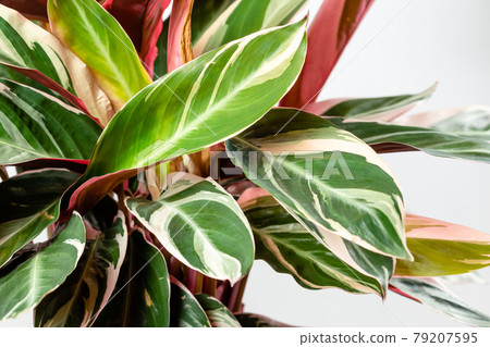 Calathea Stromanthe Triostar plant on white Calathea Stromanthe Triostar plant on white 79207595
