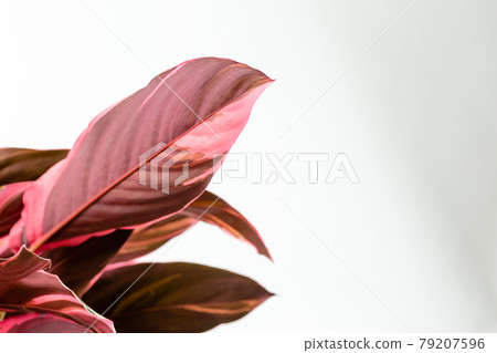 Calathea Stromanthe Triostar plant on white Calathea Stromanthe Triostar plant on white 79207596
