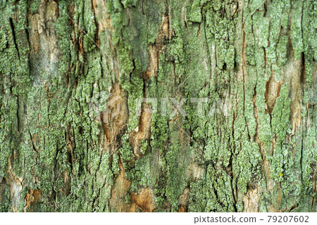 Suzukake PC wallpaper PC Monitor wallpaper 79207602