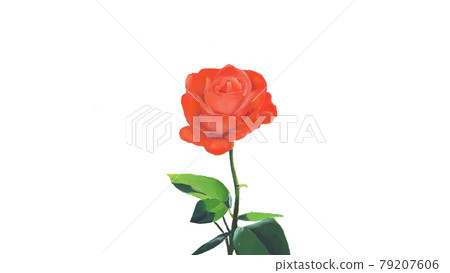 Rose isolated white background illustration.Beautiful rose blooming. Rose isolated white background illustration.Beautiful rose blooming. 79207606