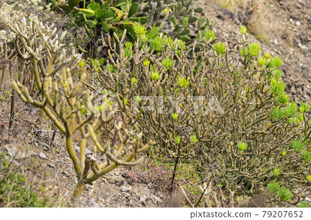 Green plants on the island of Tenerife. Canary Islands, Spain. Green plants on the island of Tenerife. Canary Islands, Spain. 79207652