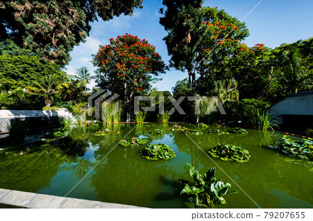 lake with lilies in the park in Puerto de la Cruz. North Tenerife, Canary Islands, Spain lake with lilies in the park in Puerto de la Cruz. North Tenerife, Canary Islands, Spain 79207655