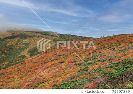 Autumn leaves of Mt. Kurikoma Central course Autumn leaves of Mt. Kurikoma Central course 79207889