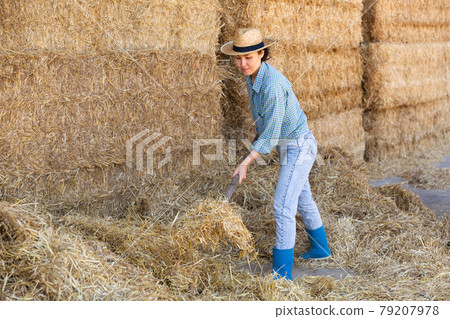 Focused kazakh woman works ear haystacks 79207978