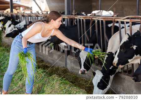 Young female farmer feeding cows with green grass in cowshed 79208010