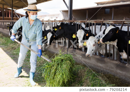 Farm worker in protective mask feeding grass to cows in barn Farm worker in protective mask feeding grass to cows in barn 79208214