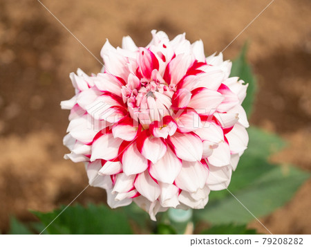 陽光明媚的六月紅白大麗花 陽光明媚的六月紅白大麗花 79208282