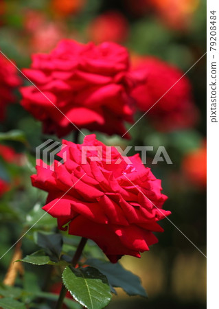 花的女王 79208484
