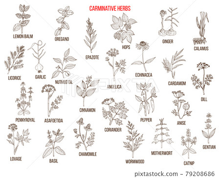 Carminative herbs. Hand drawn vector set 79208686