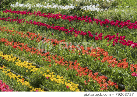 Tulips on the chick stage Tulips on the chick stage 79208737