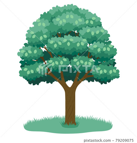 Big tree  79209075