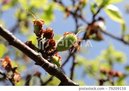 Still small apricot fruit Still small apricot fruit 79209138