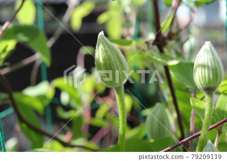 Clematis Tessen flower buds Clematis Tessen flower buds 79209139